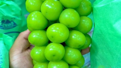 경산 단골농장 싱싱 채소, 꿀팁으로 득템하세요!